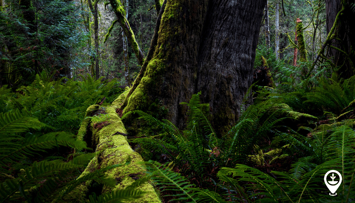 Boreal forest and Old-growth forestss