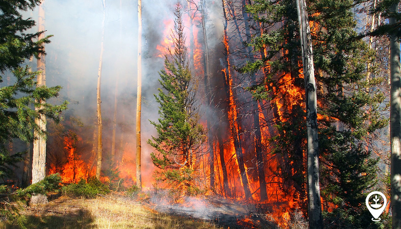 Everything you need to know about forest fires - EcoMatcher