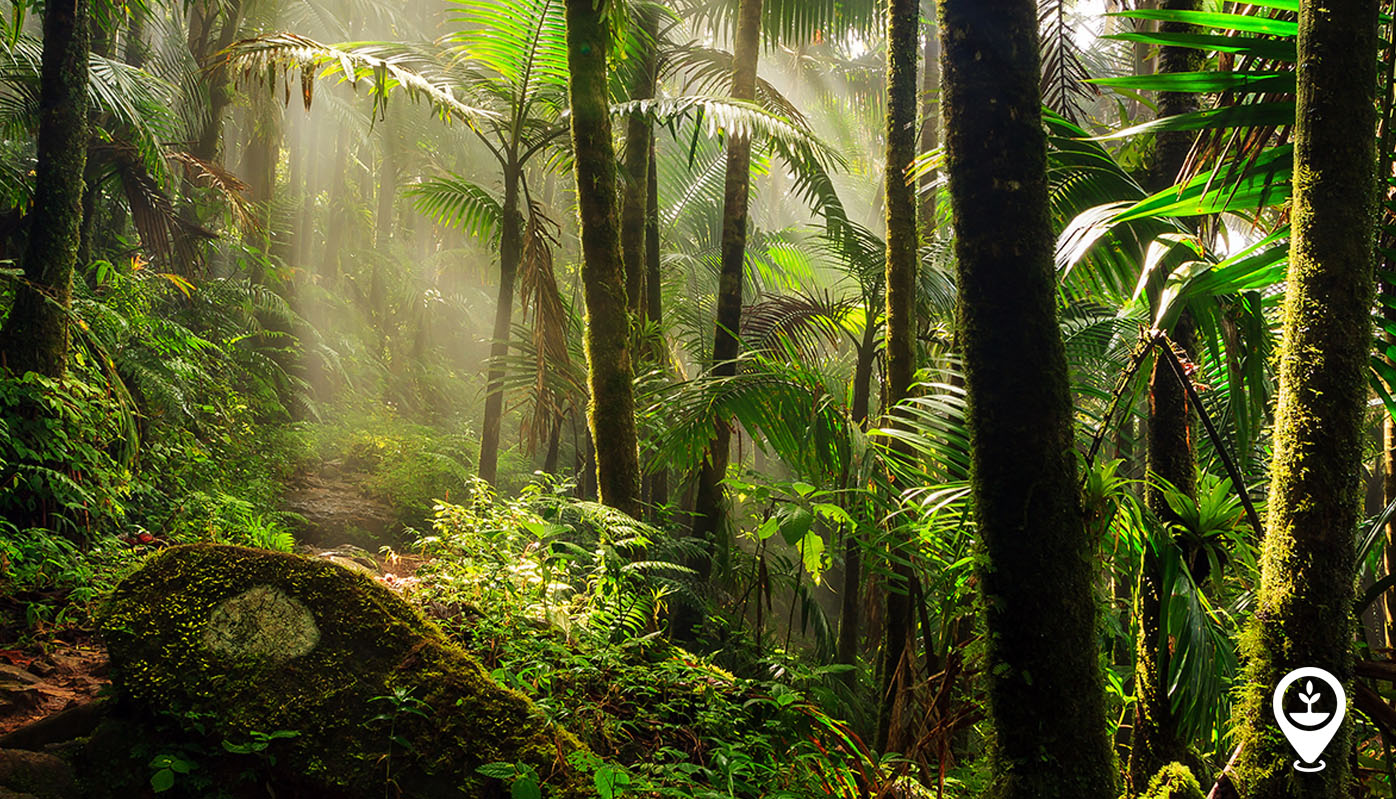 Tropical Forests in Our Daily Lives