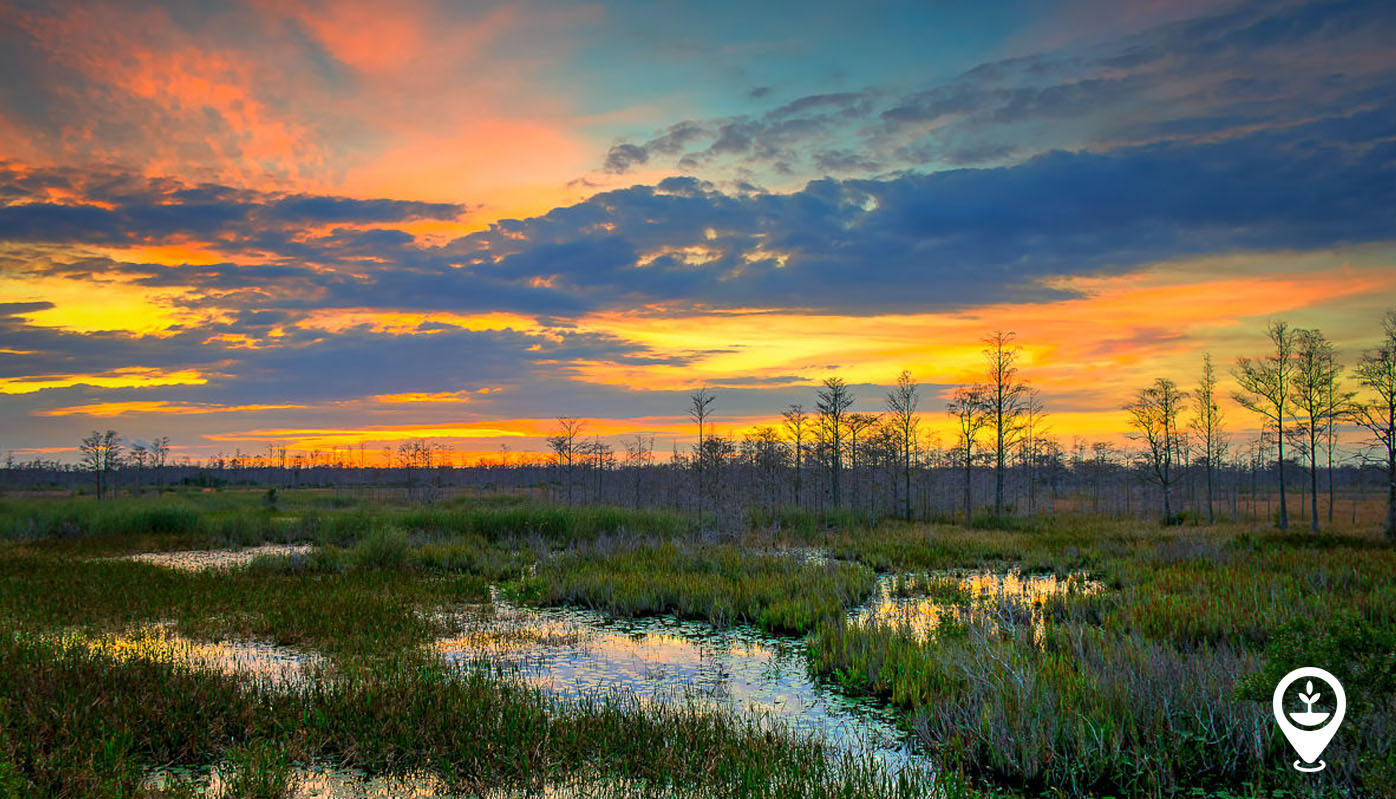 Wetlands and Why They Matter