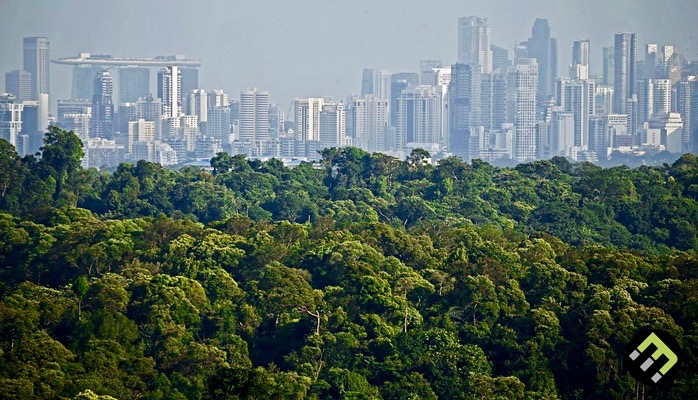 City Forest : The Office Of City Forest Management Department Of Public