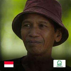 Trees in Indonesia