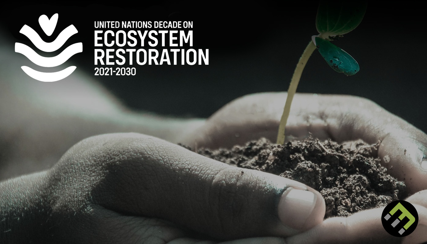 We're in the UN Decade on Ecosystem Restoration: Here's What That Means - EcoMatcher