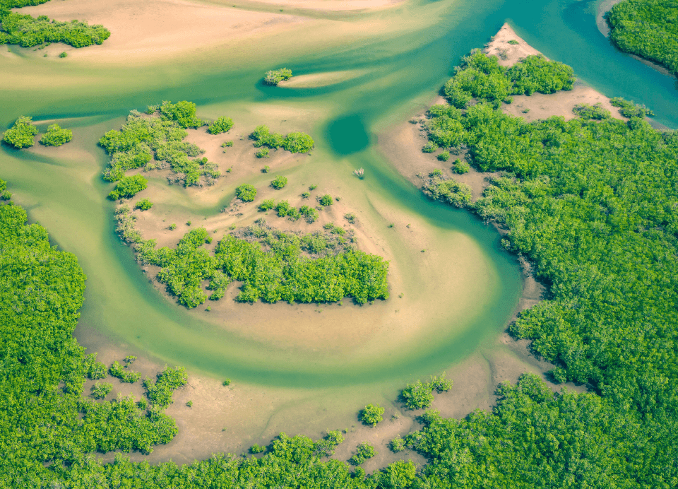 mangrove-img
