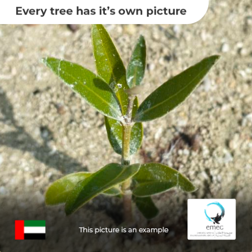 Trees in UAE