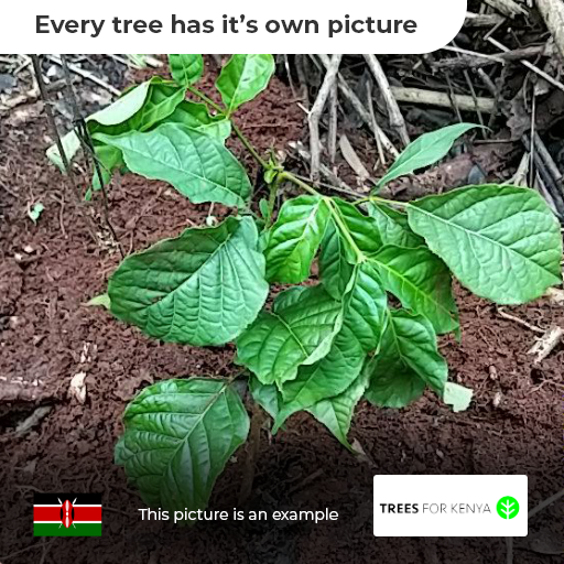Trees in Kenya