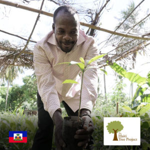 Trees in Haiti