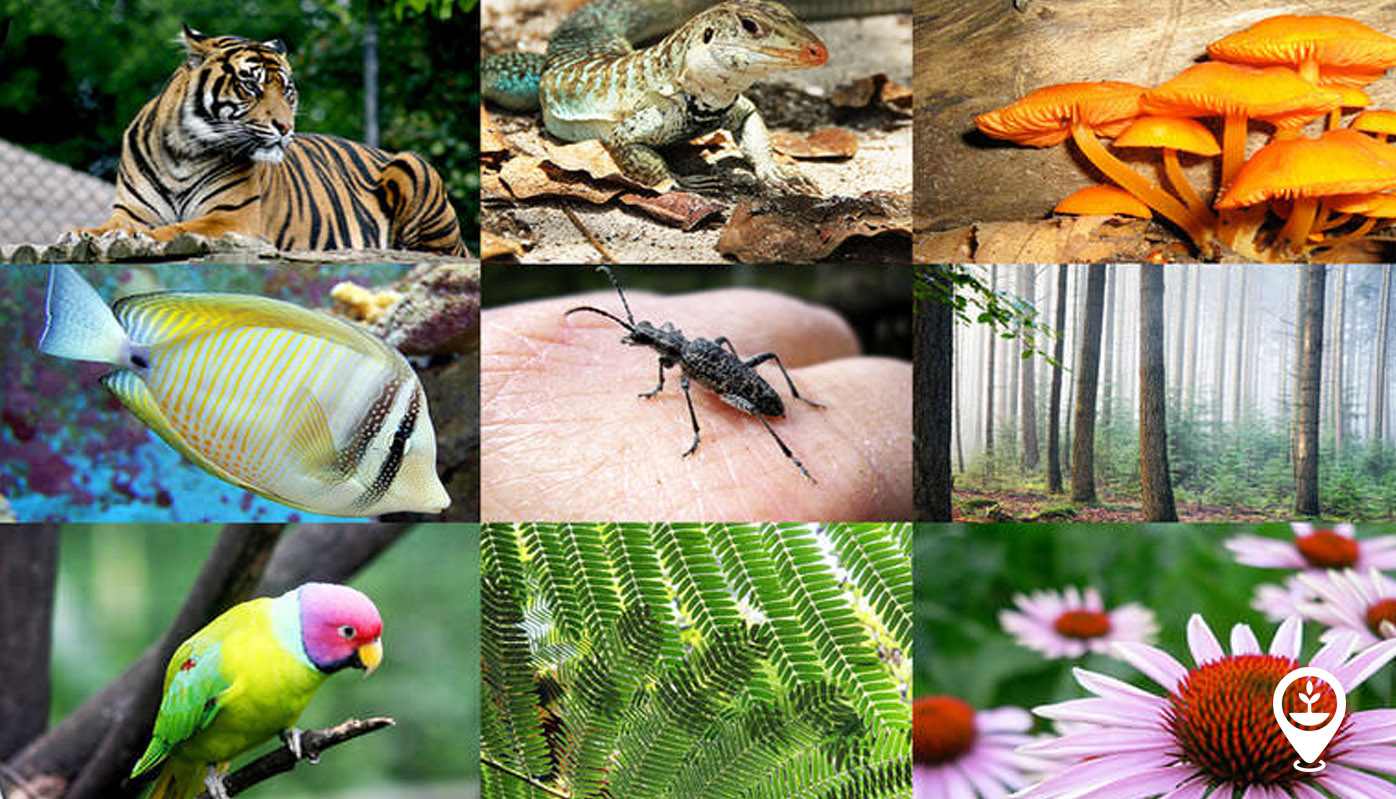 How Nature Affects Our Lives How Nature Affects Our Lives