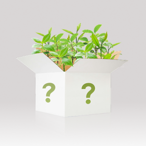 Mystery Trees
