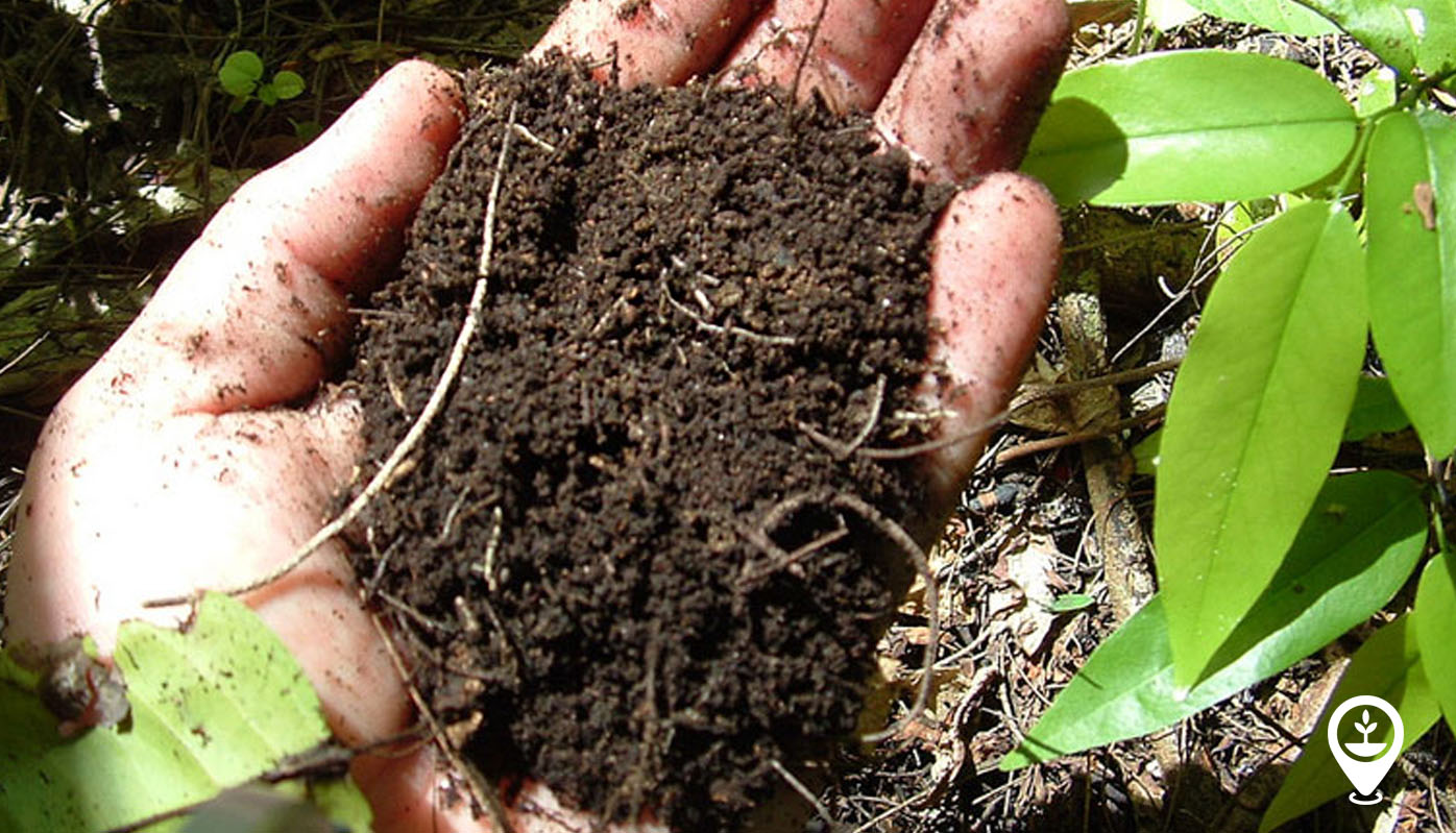 Everything You Need to Know About Soil - EcoMatcher